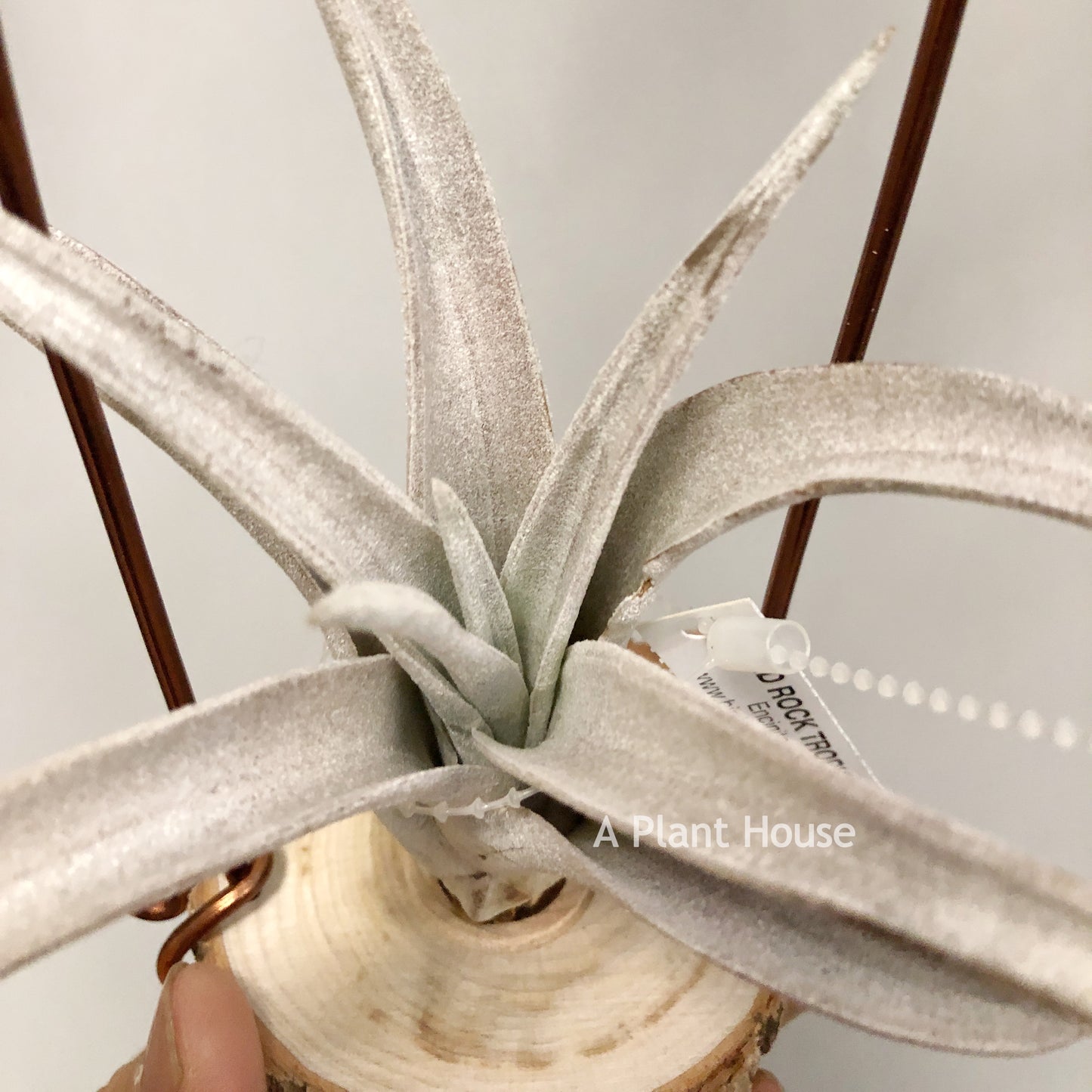 Tillandsia Chiapensis Gigantesco