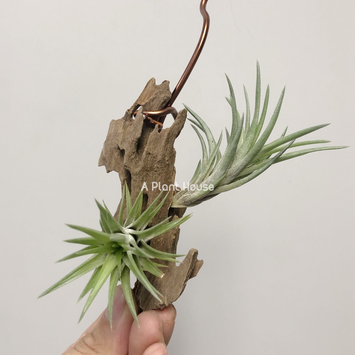 Tillandsia Neglecta (Green Form)