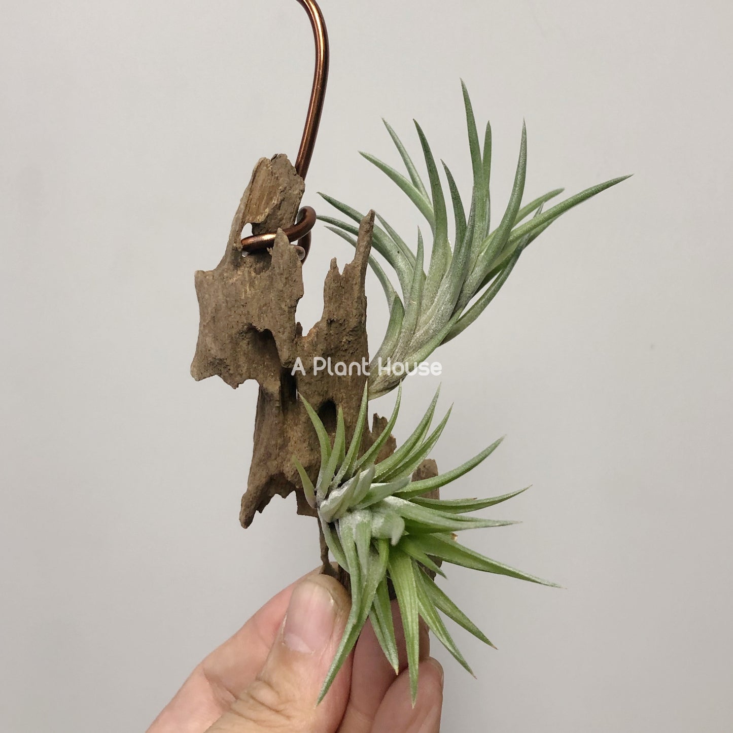 Tillandsia Neglecta (Green Form)