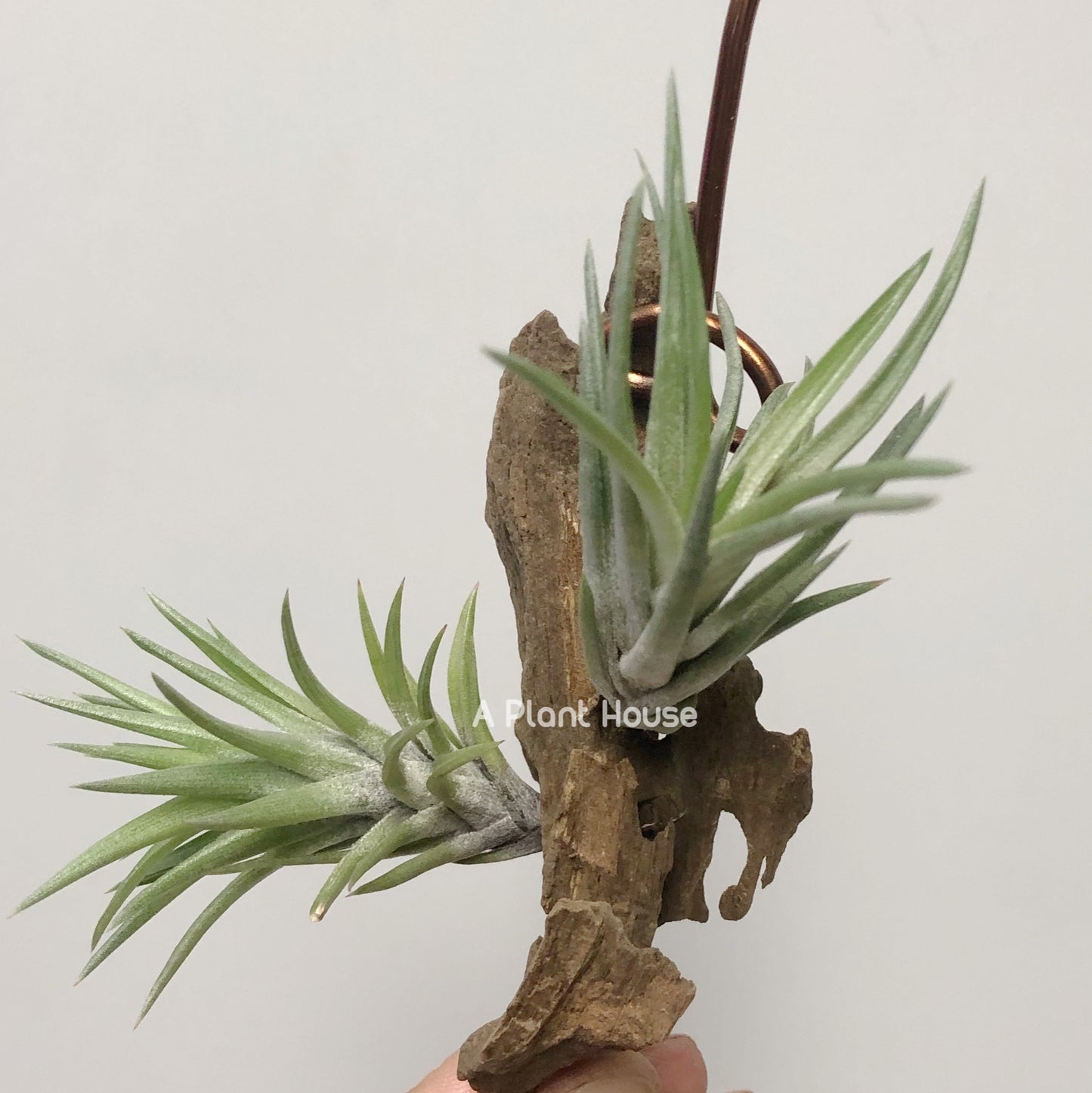 Tillandsia Neglecta (Green Form)