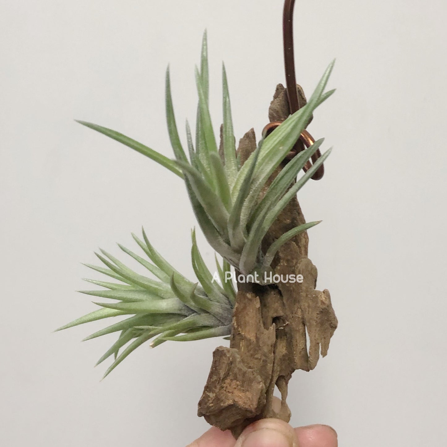 Tillandsia Neglecta (Green Form)