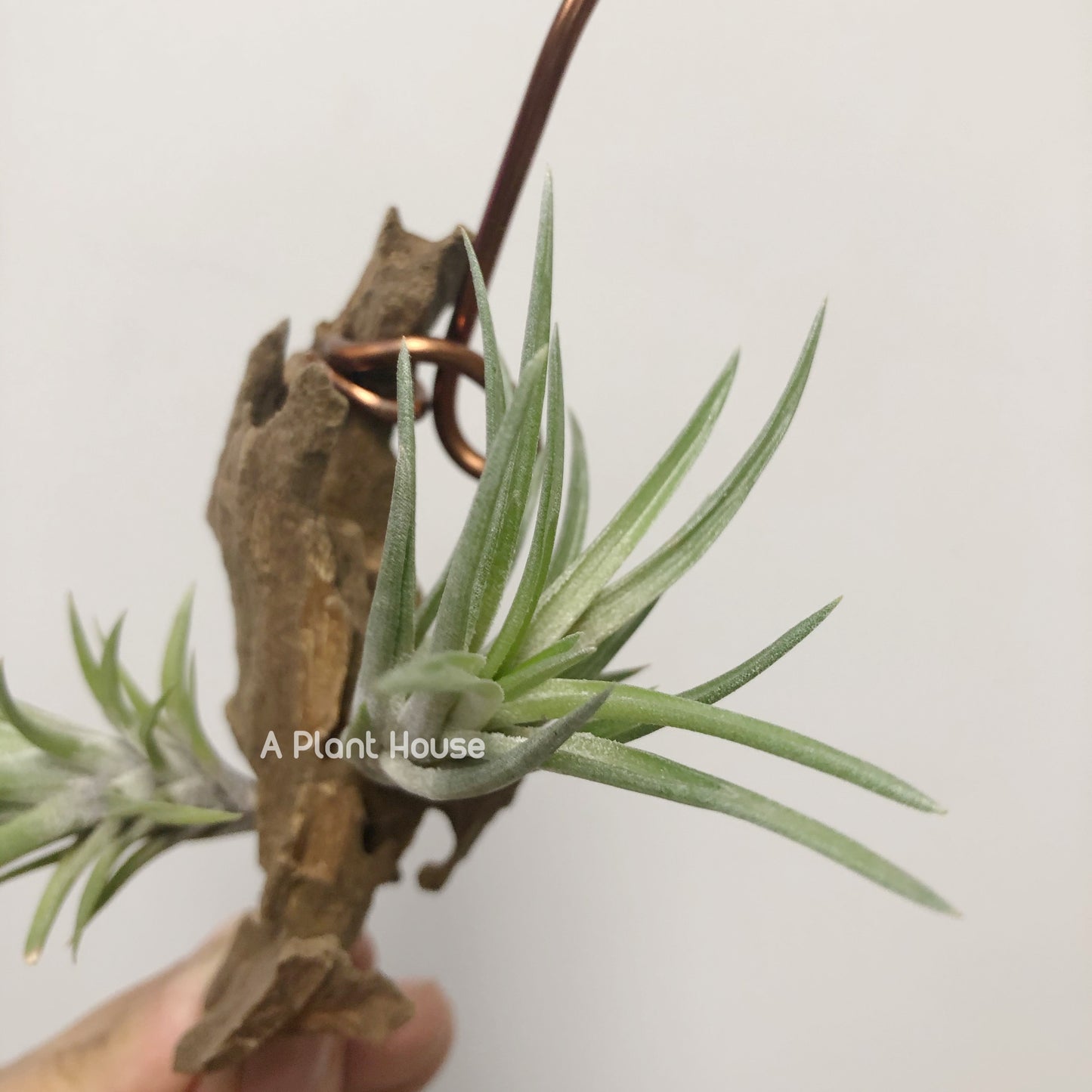 Tillandsia Neglecta (Green Form)