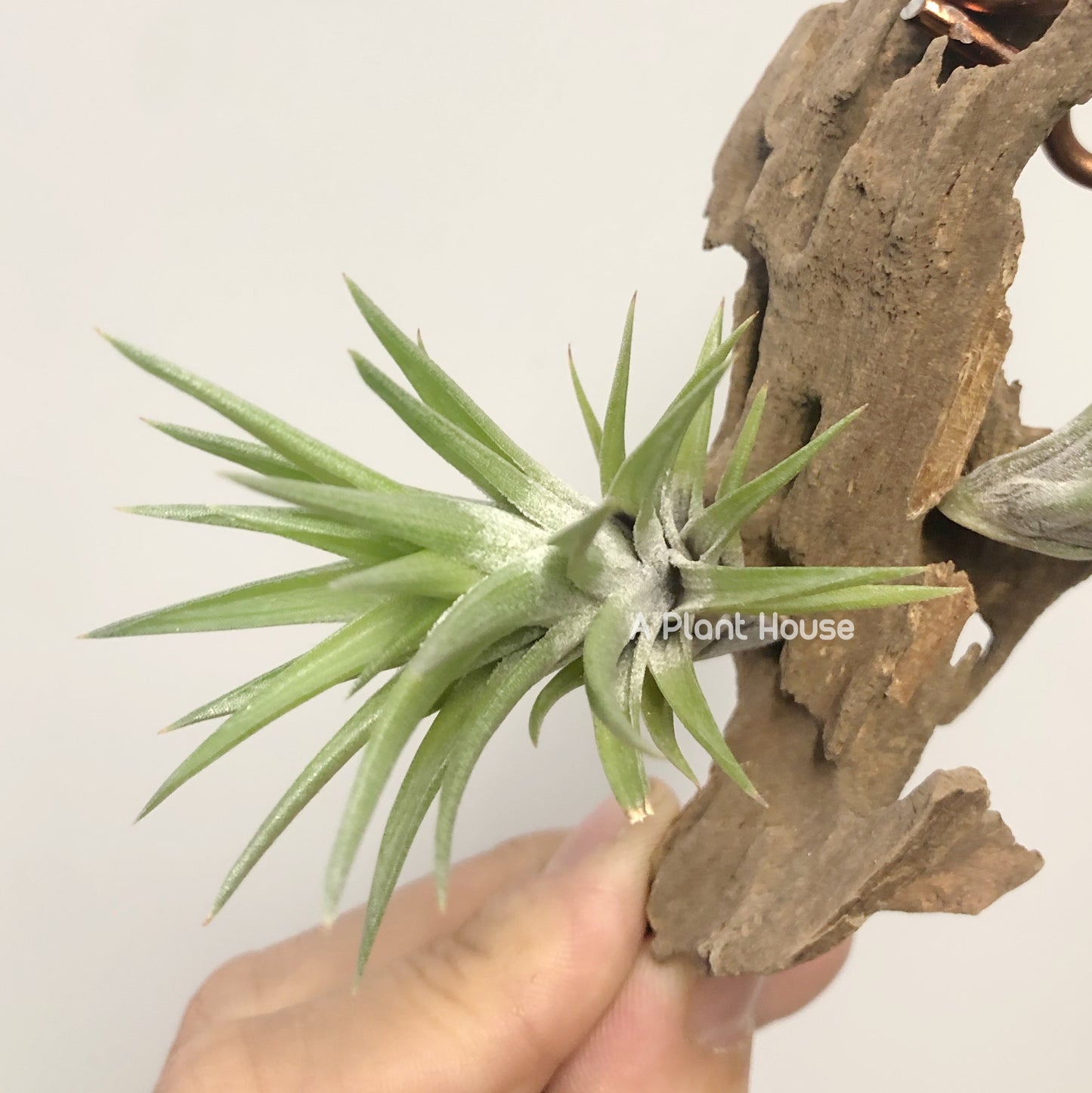 Tillandsia Neglecta (Green Form)