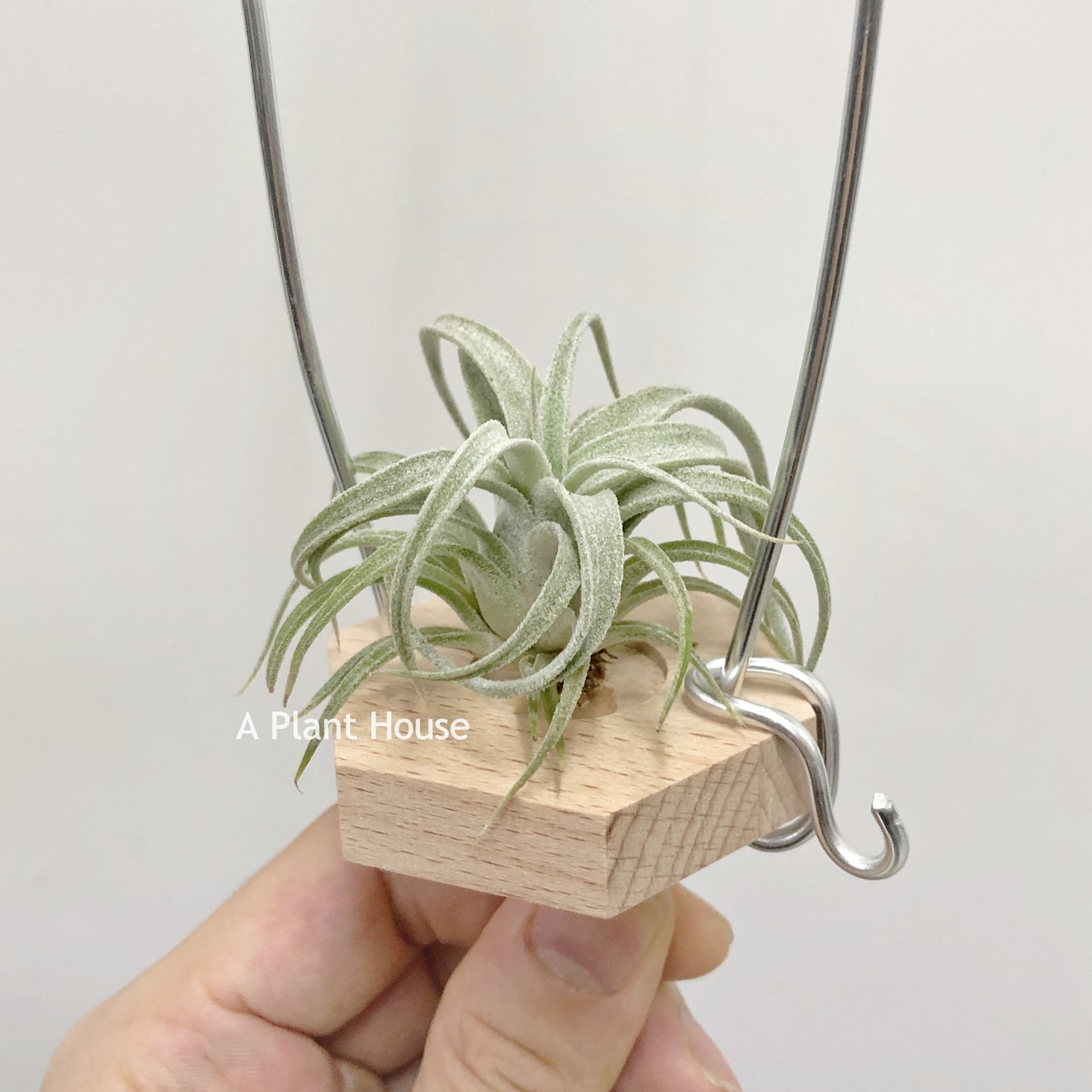 Tillandsia Bea Correale x Caput-Medusae Sonoran Snow