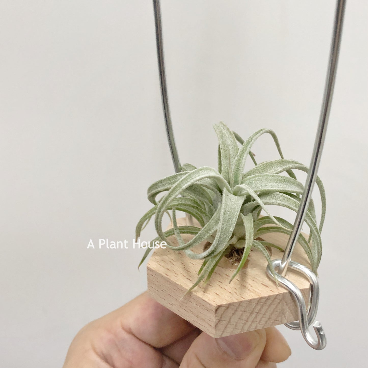 Tillandsia Bea Correale x Caput-Medusae Sonoran Snow