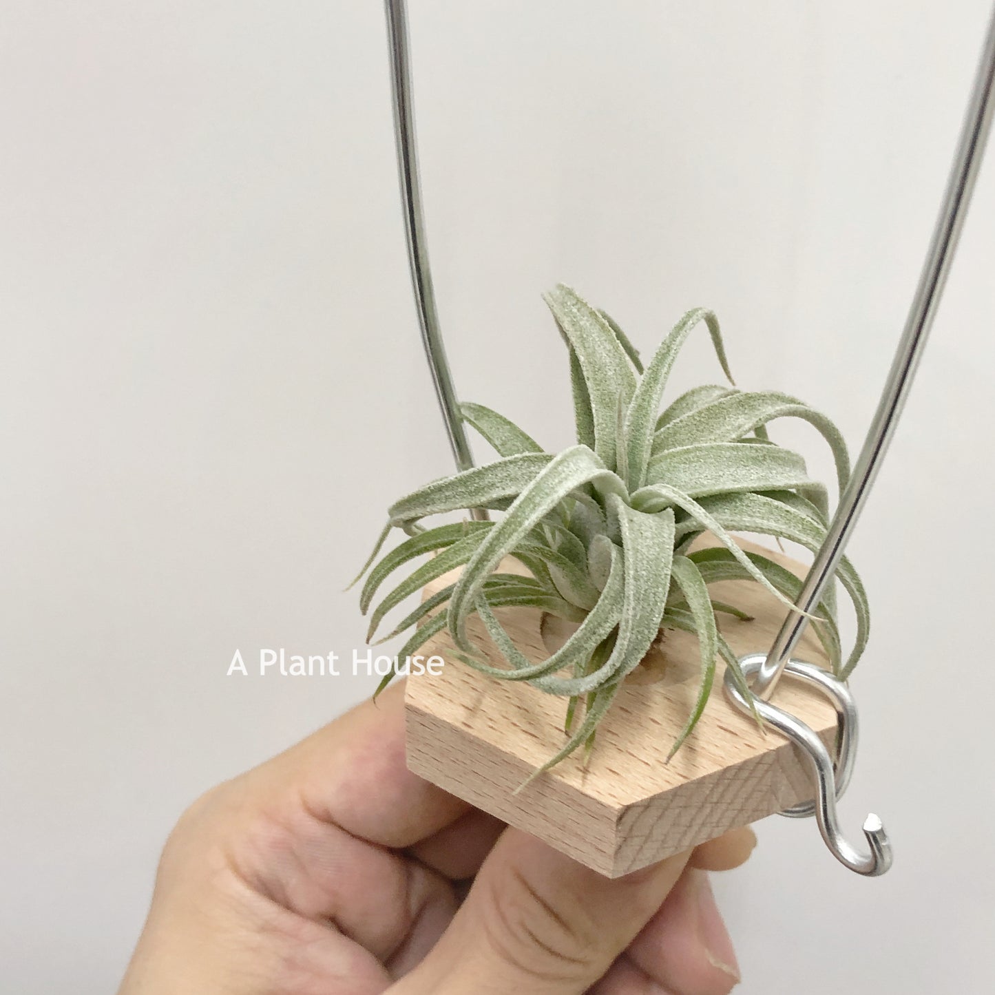 Tillandsia Bea Correale x Caput-Medusae Sonoran Snow