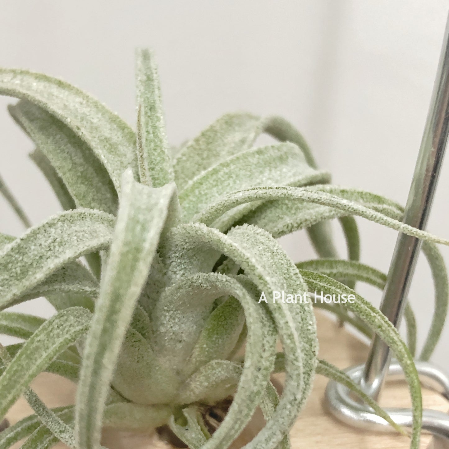 Tillandsia Bea Correale x Caput-Medusae Sonoran Snow