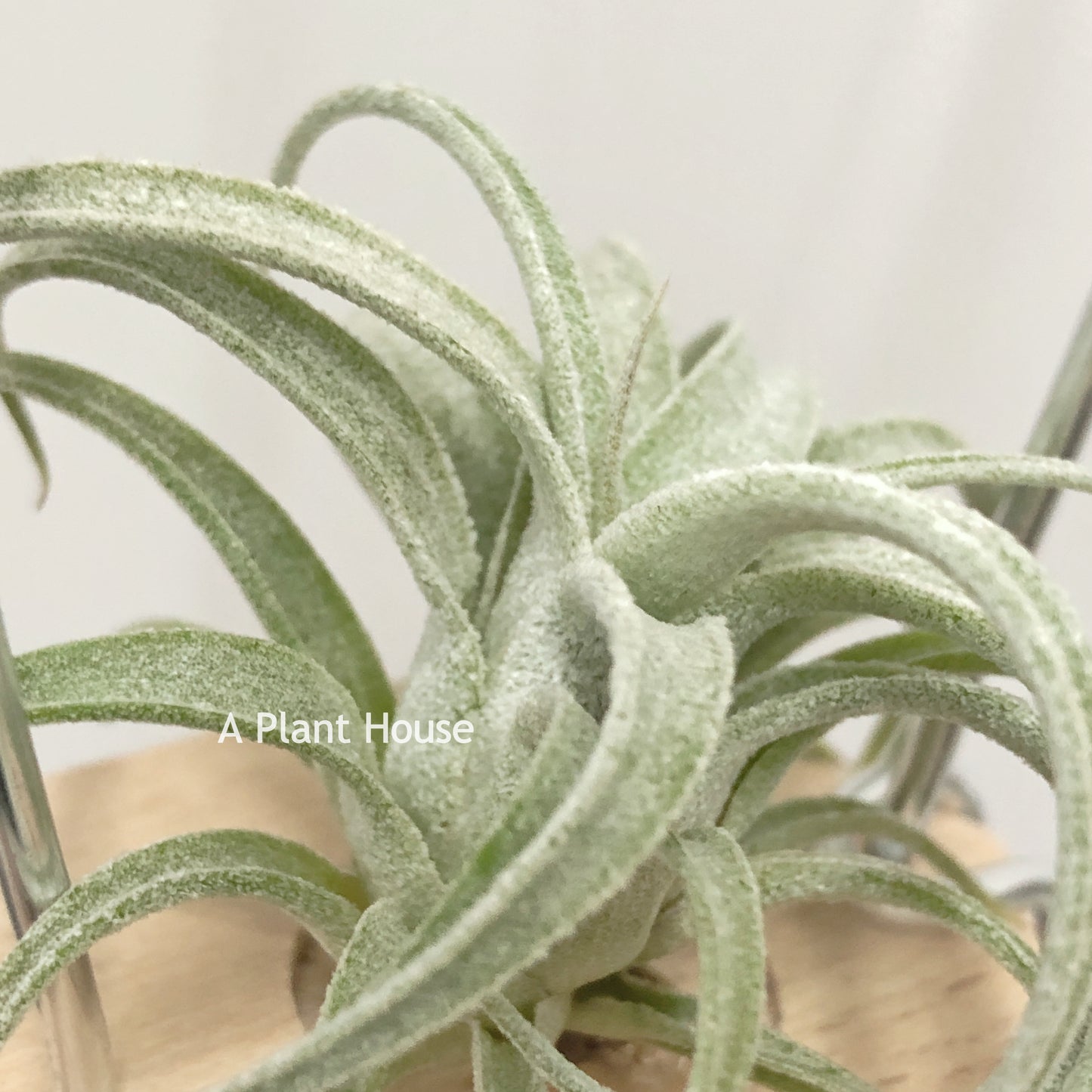 Tillandsia Bea Correale x Caput-Medusae Sonoran Snow