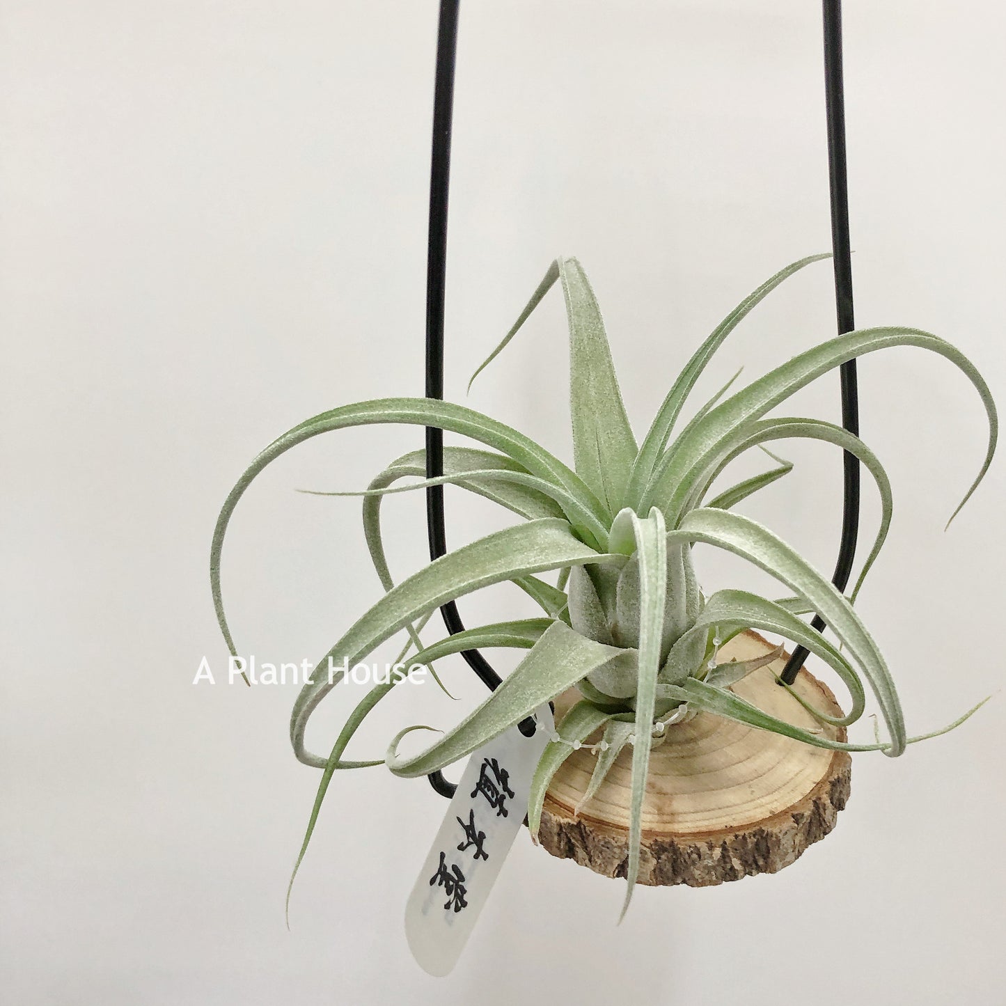 Tillandsia Circinnatoides x Streptophylla