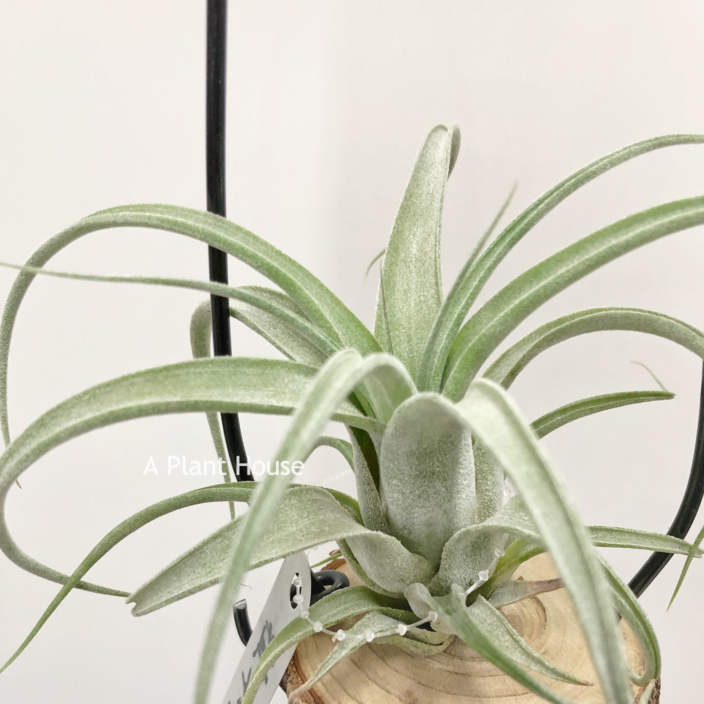 Tillandsia Circinnatoides x Streptophylla