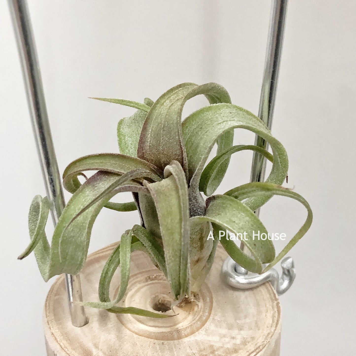 Tillandsia Bea Correale x Intermedia