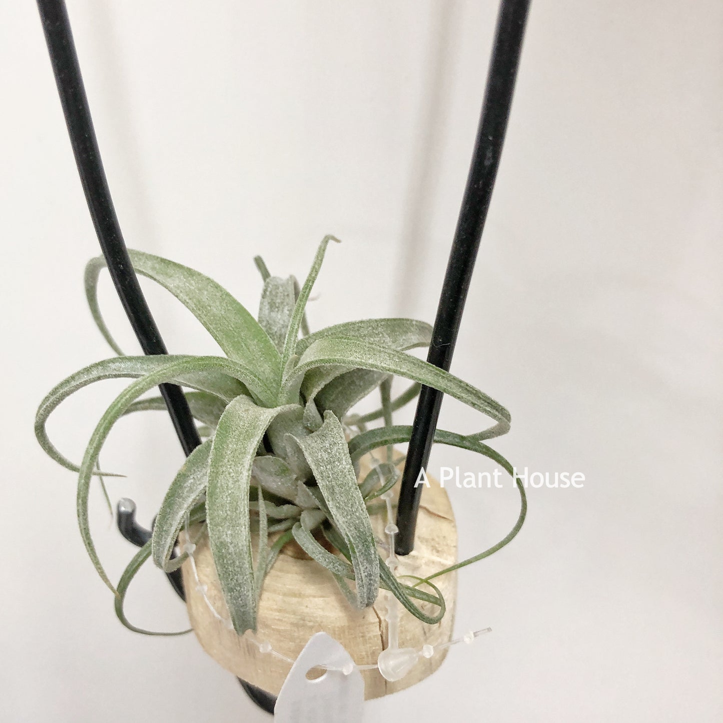 Tillandsia (Caput-Medusae Sonoran Snow x Chiapensis) x (Novakii x (X x Chiapensis)