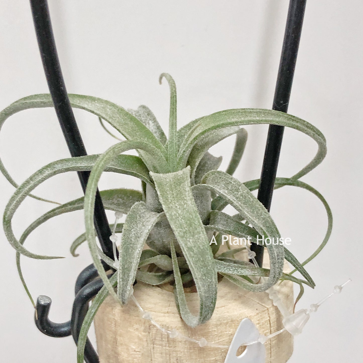 Tillandsia (Caput-Medusae Sonoran Snow x Chiapensis) x (Novakii x (X x Chiapensis)