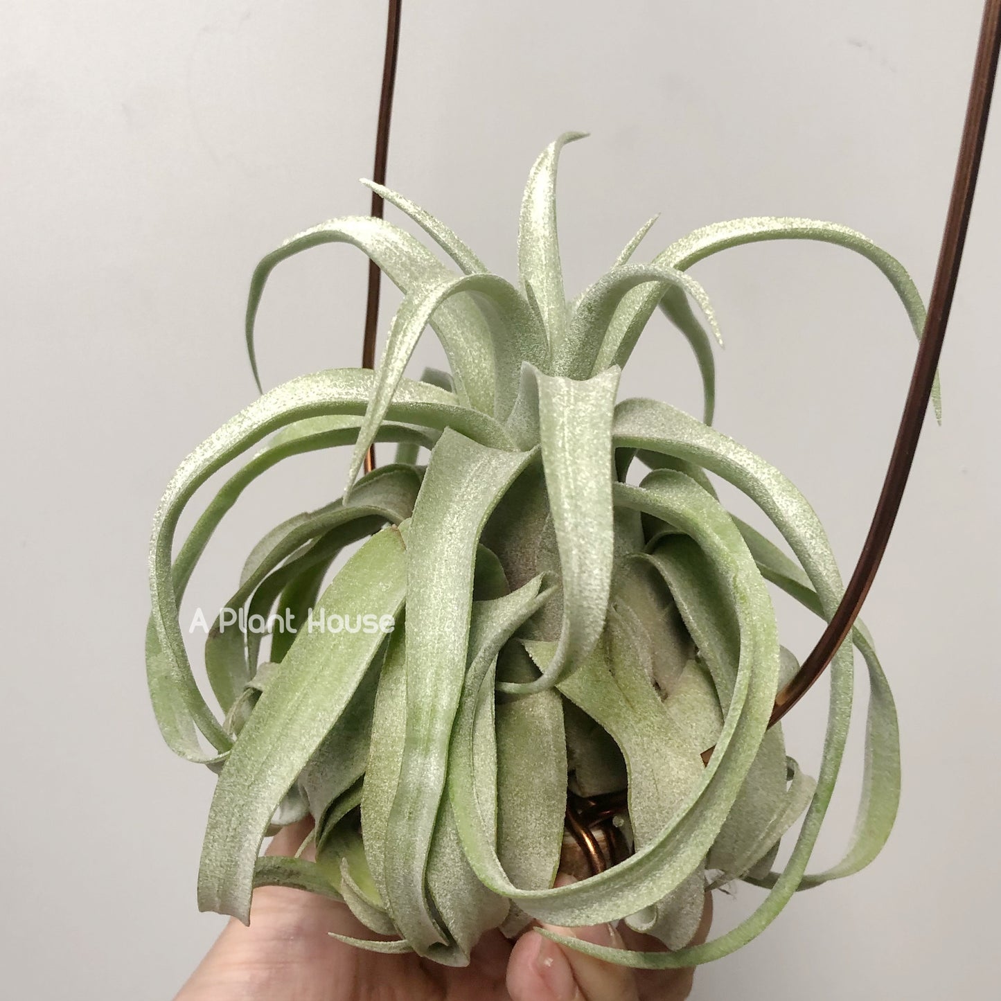 Tillandsia Streptophylla