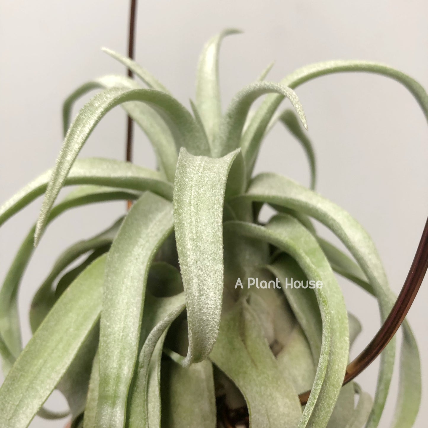 Tillandsia Streptophylla