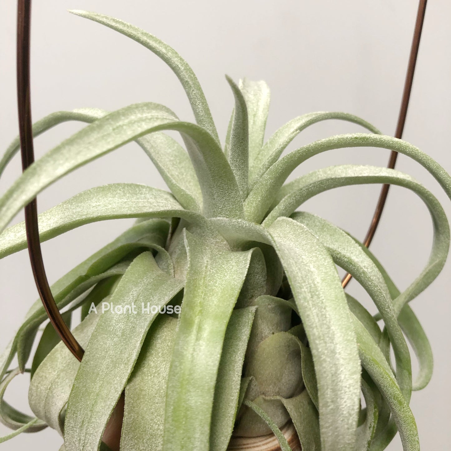 Tillandsia Streptophylla