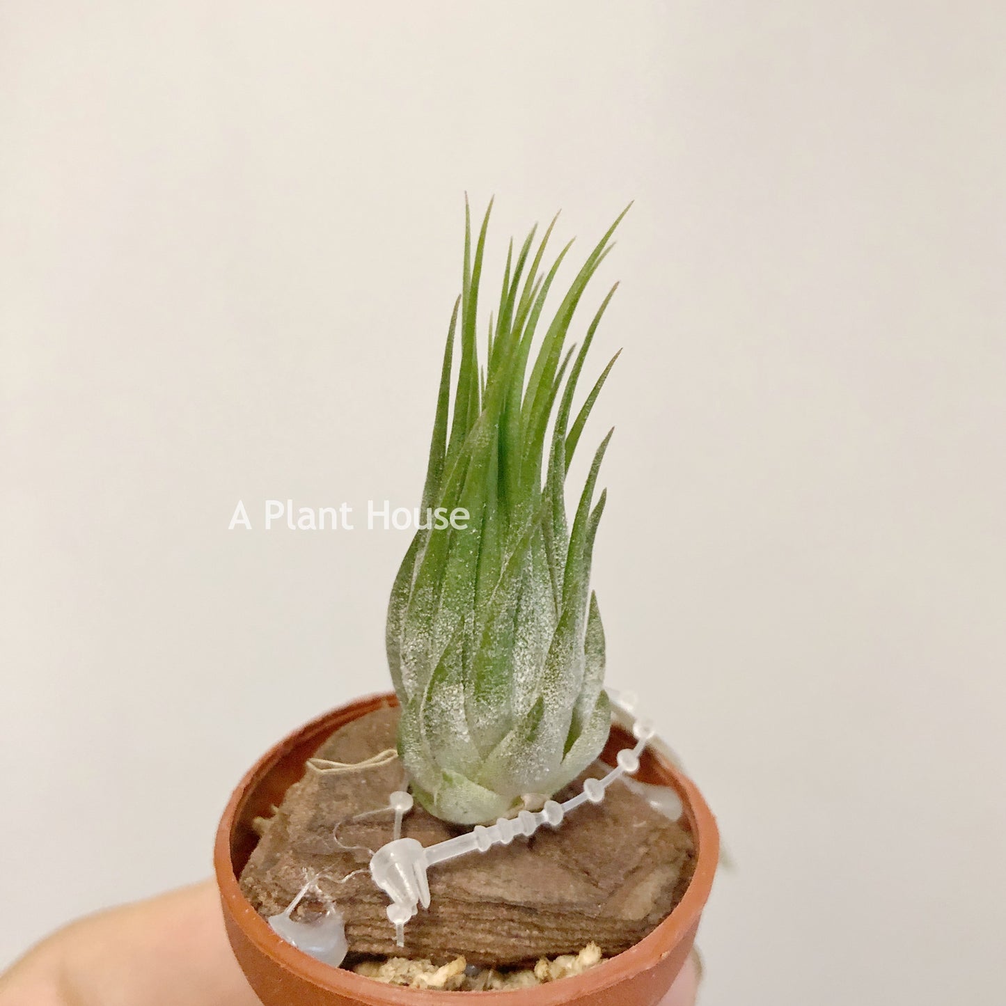 Tillandsia Ionantha Hazelenut