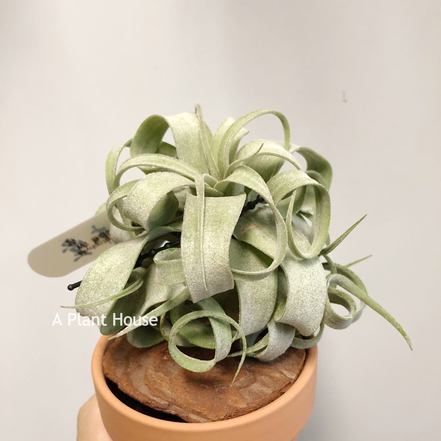 Tillandsia Streptophylla