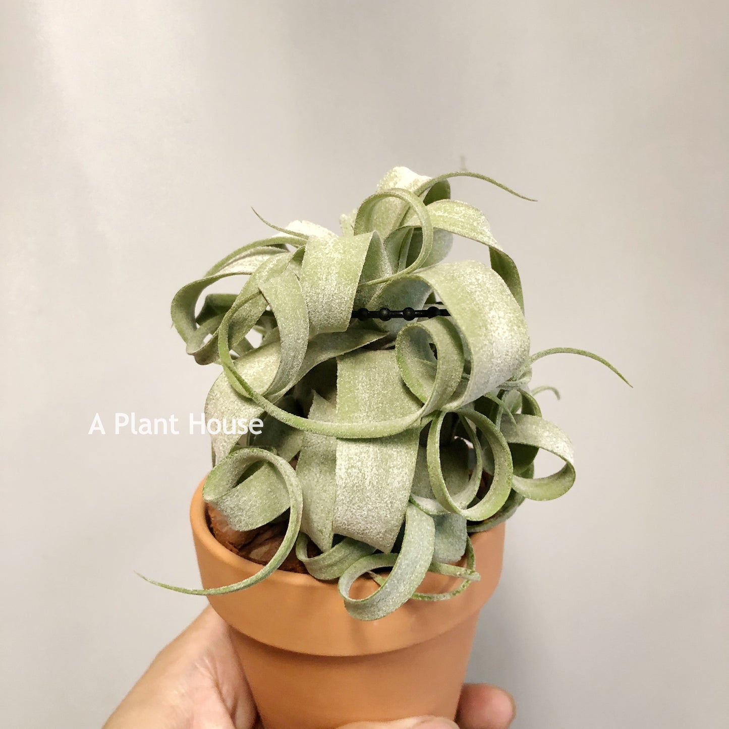 Tillandsia Streptophylla