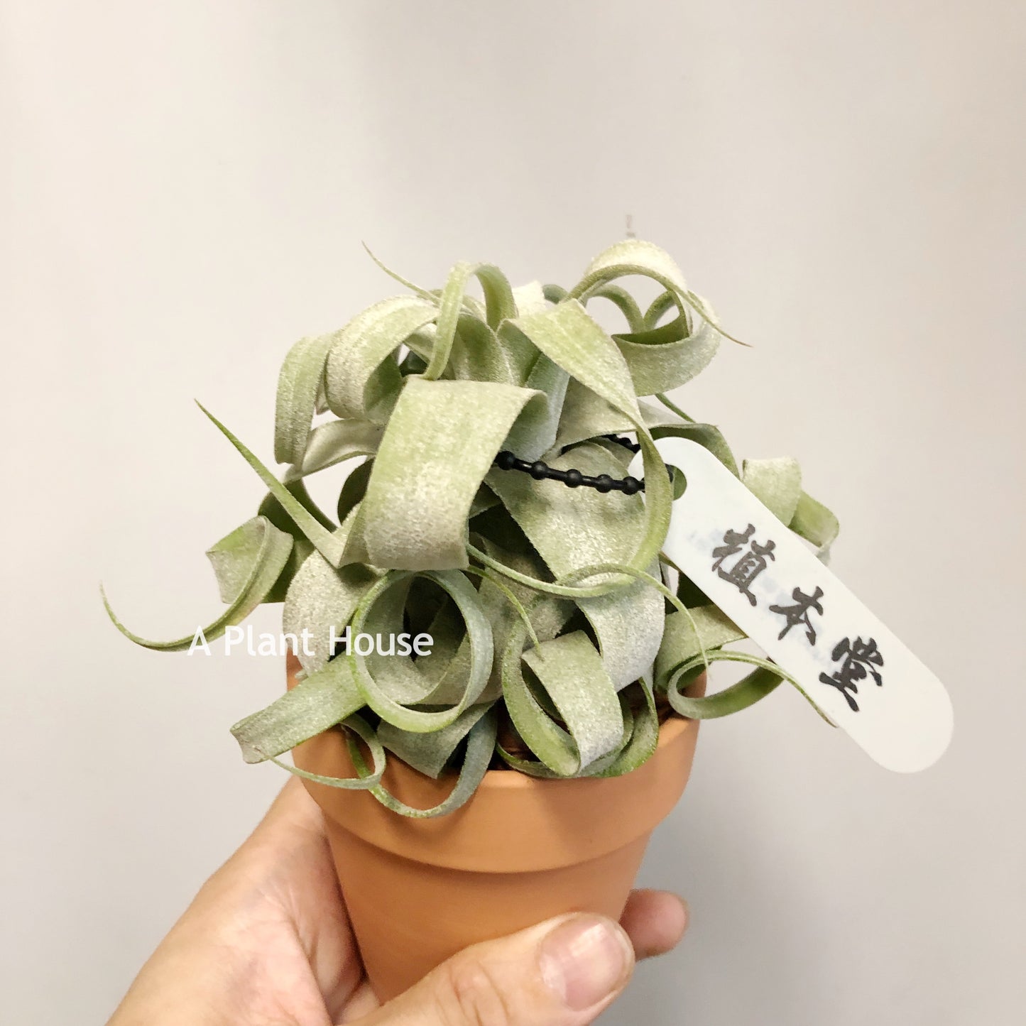 Tillandsia Streptophylla