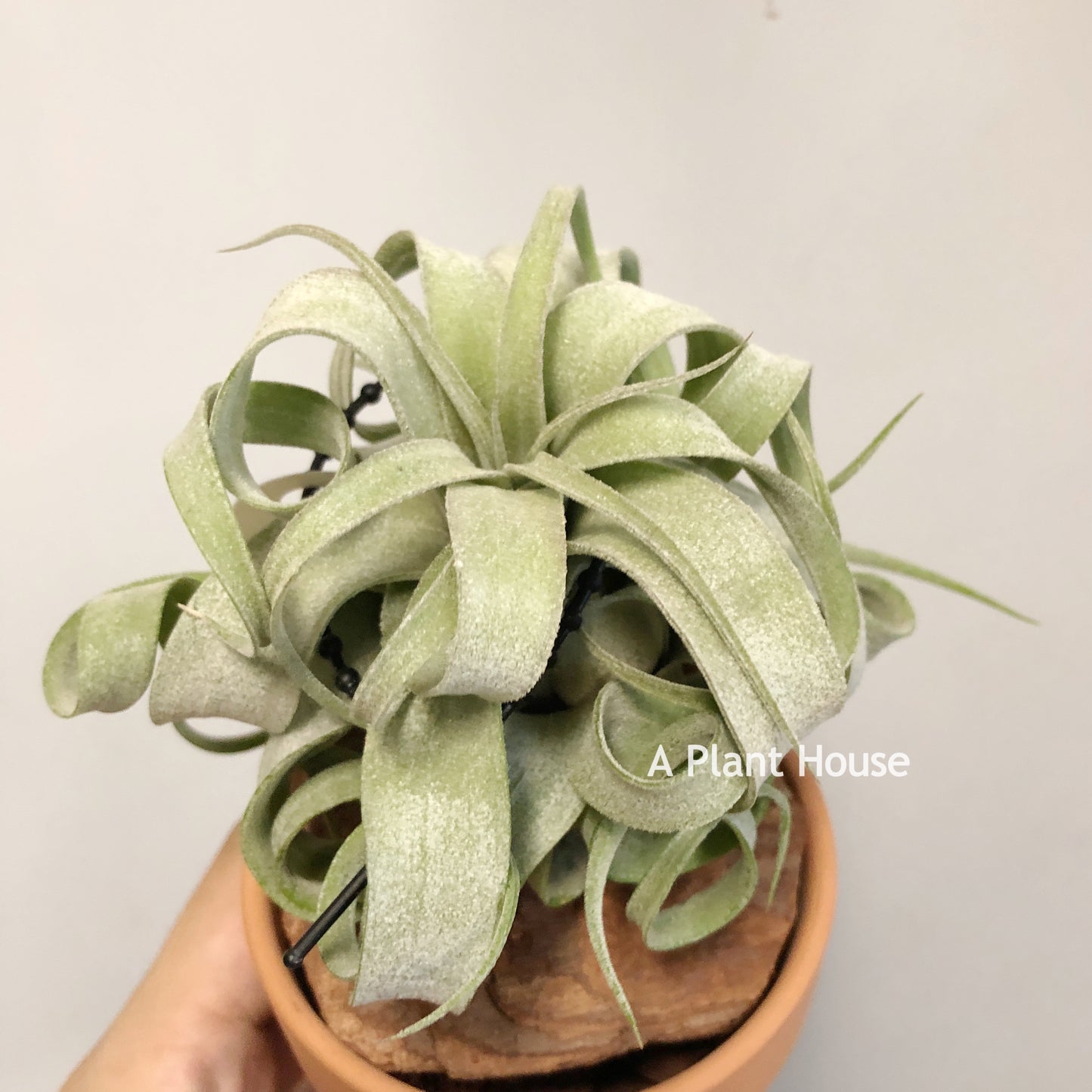 Tillandsia Streptophylla