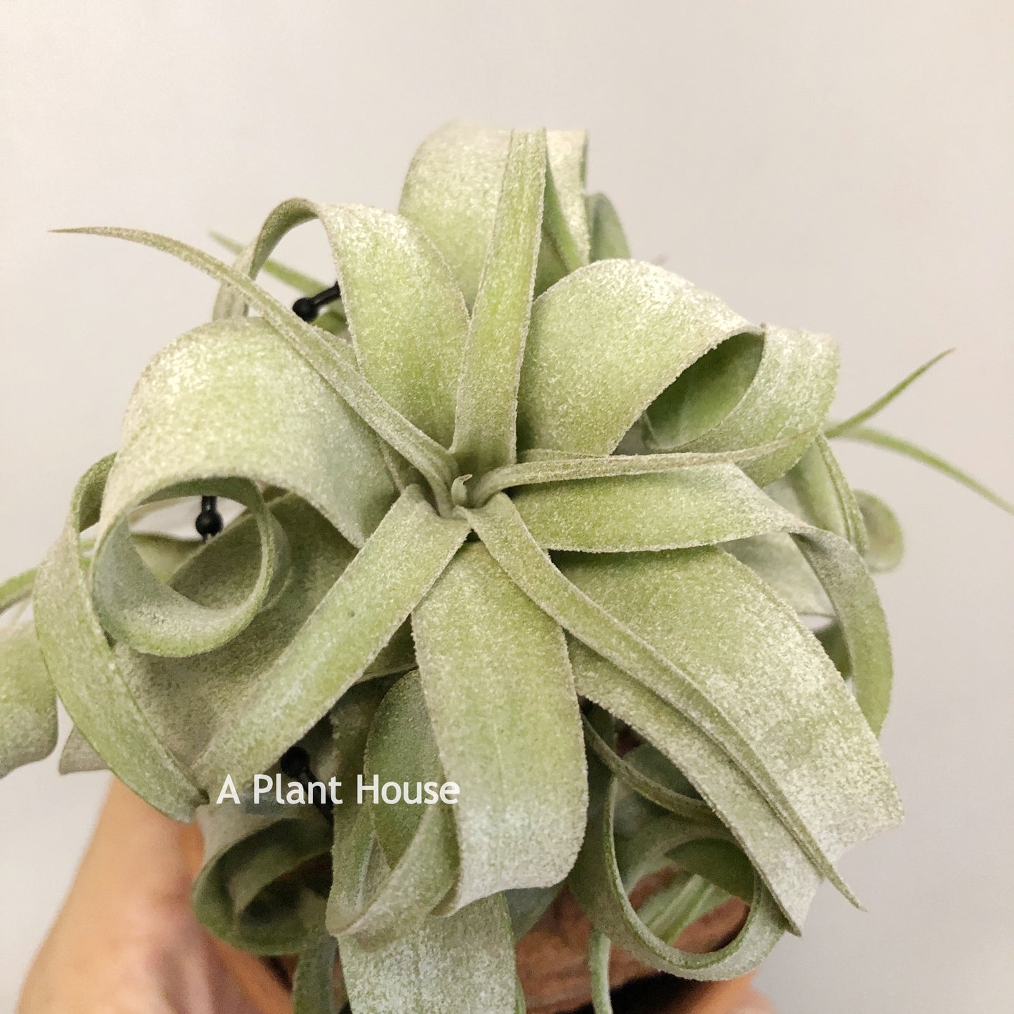 Tillandsia Streptophylla