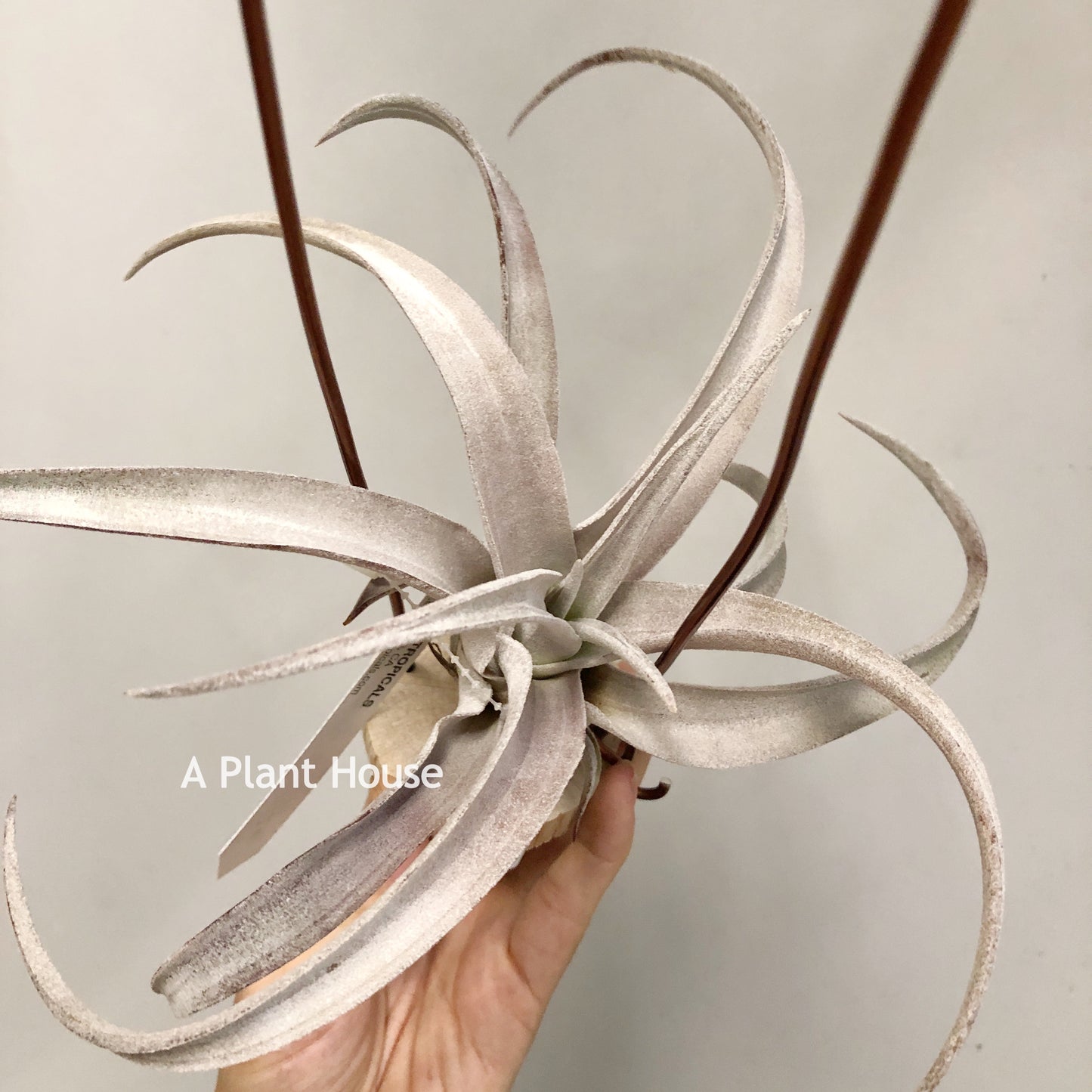 Tillandsia Chiapensis Gigantesco