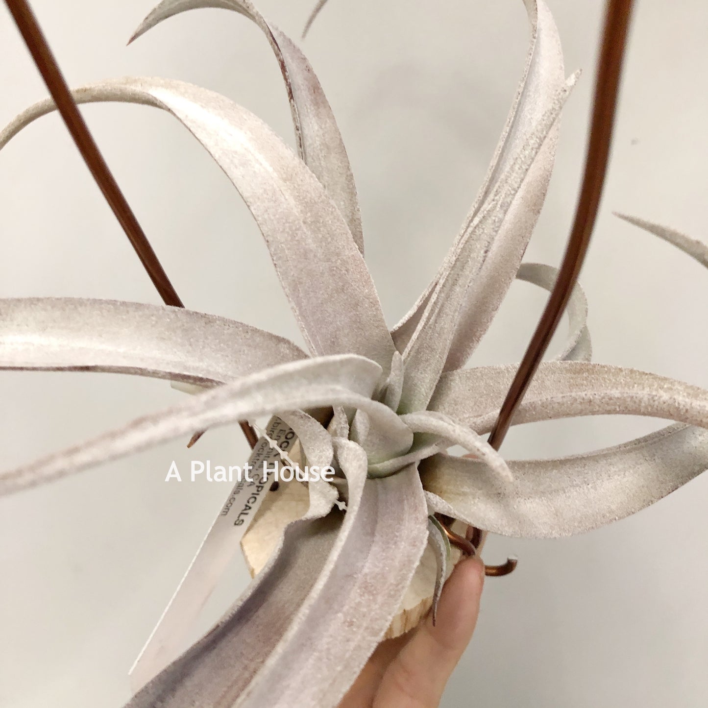 Tillandsia Chiapensis Gigantesco