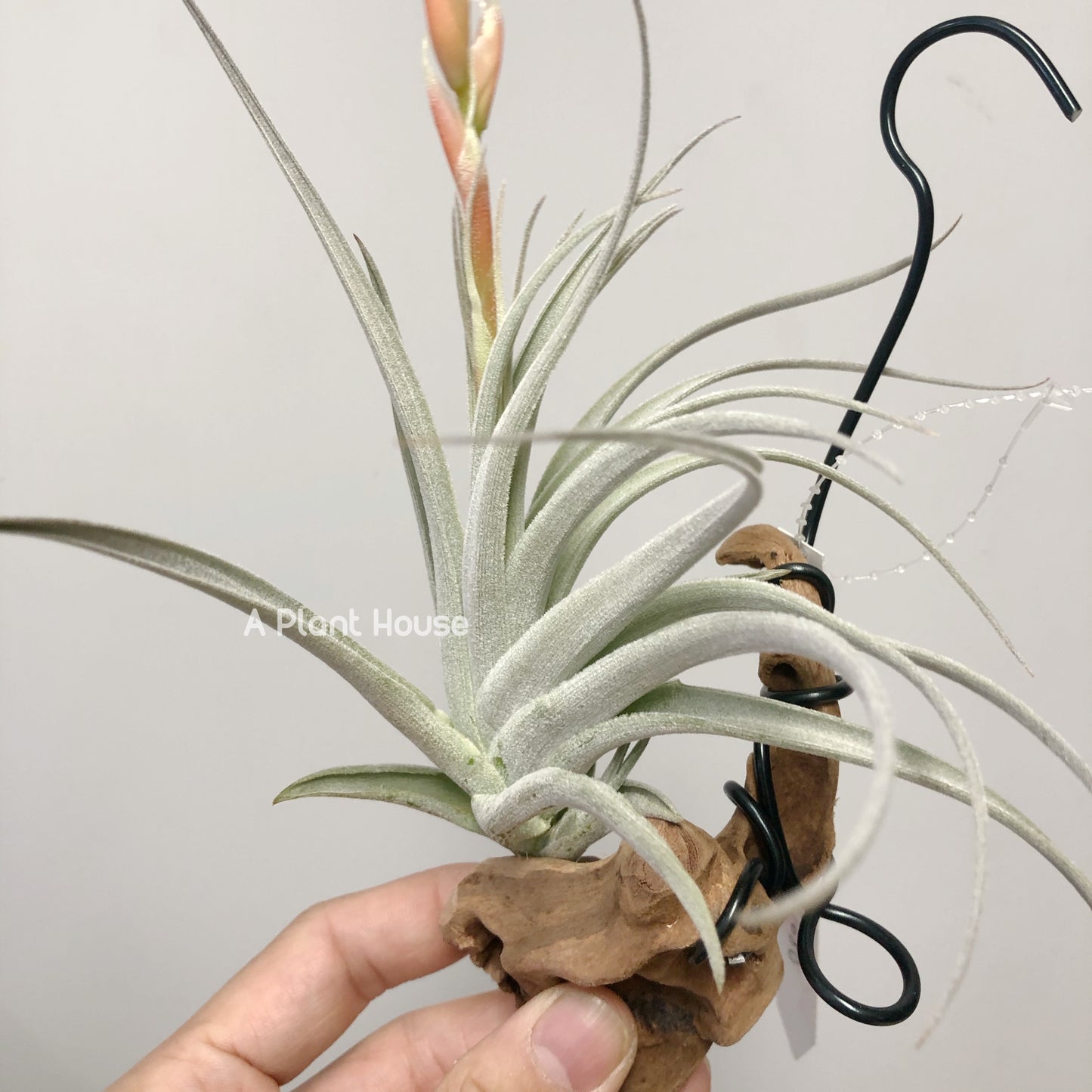 Tillandsia Minasgeraisensis