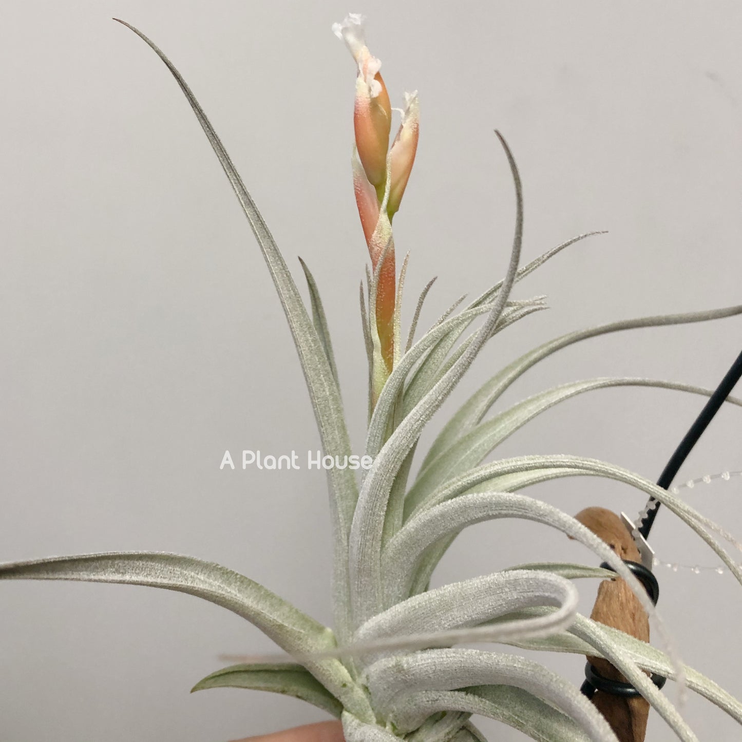 Tillandsia Minasgeraisensis