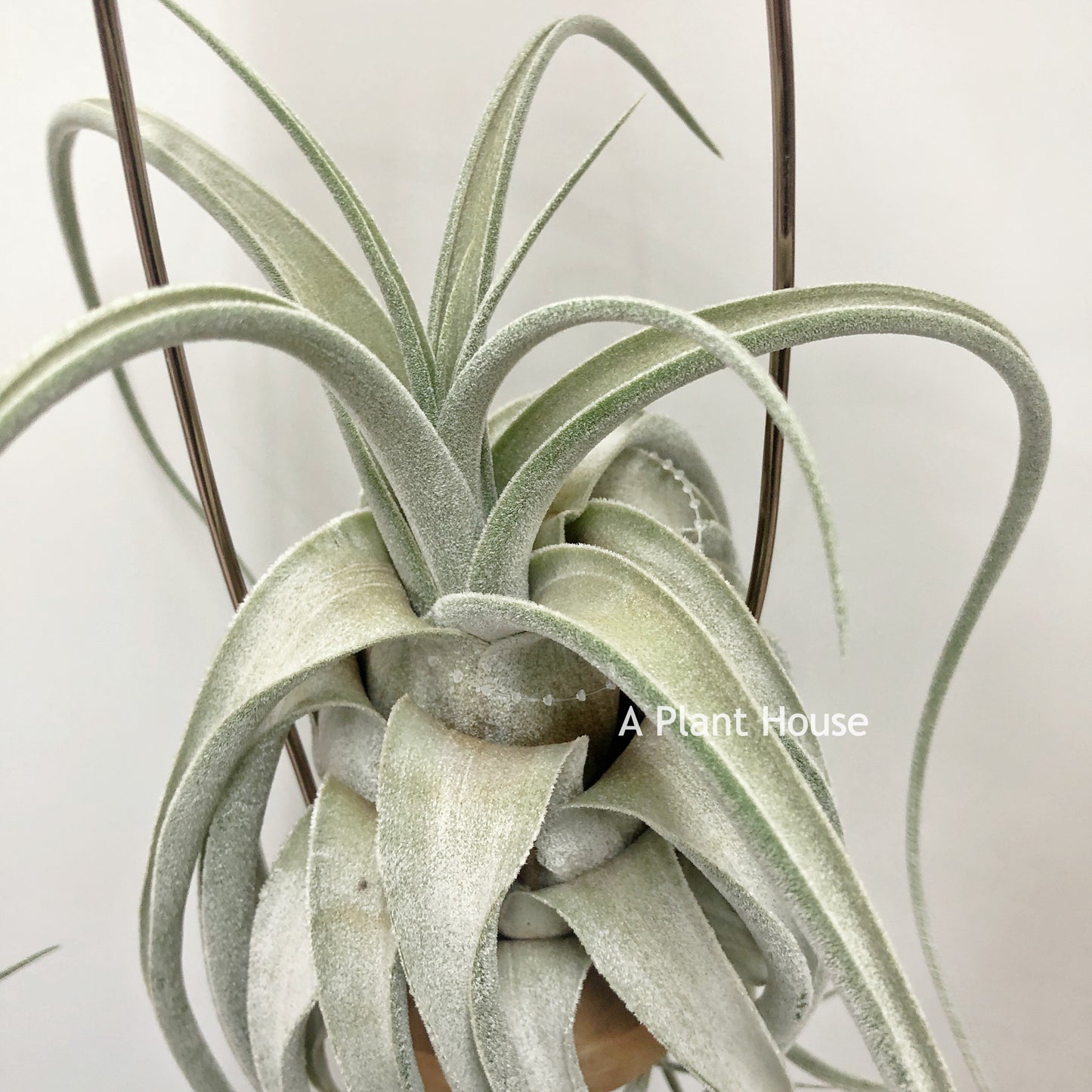 Tillandsia (Ehlersiana x Seleriana) x Seleriana