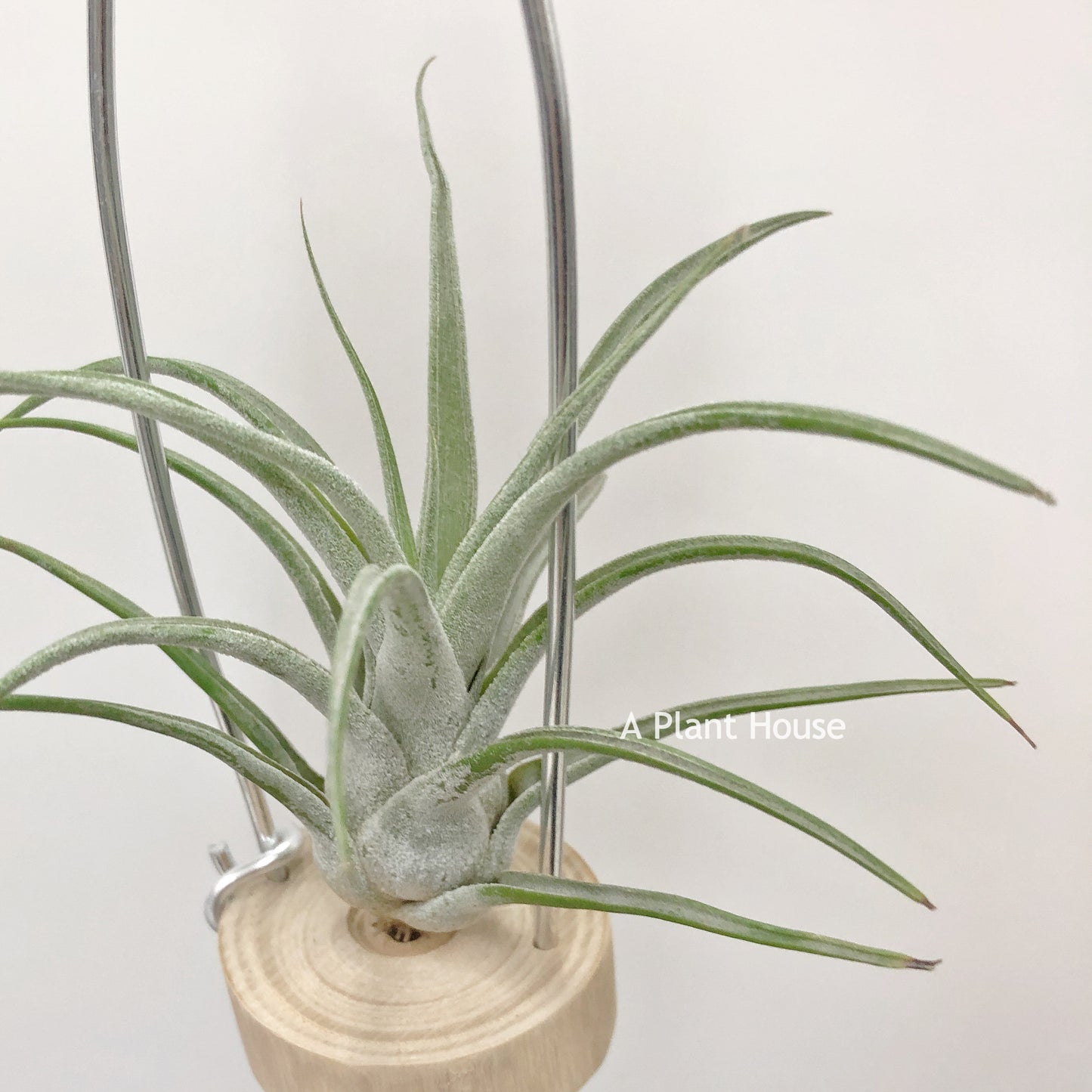 Tillandsia Seleriana x Streptophylla