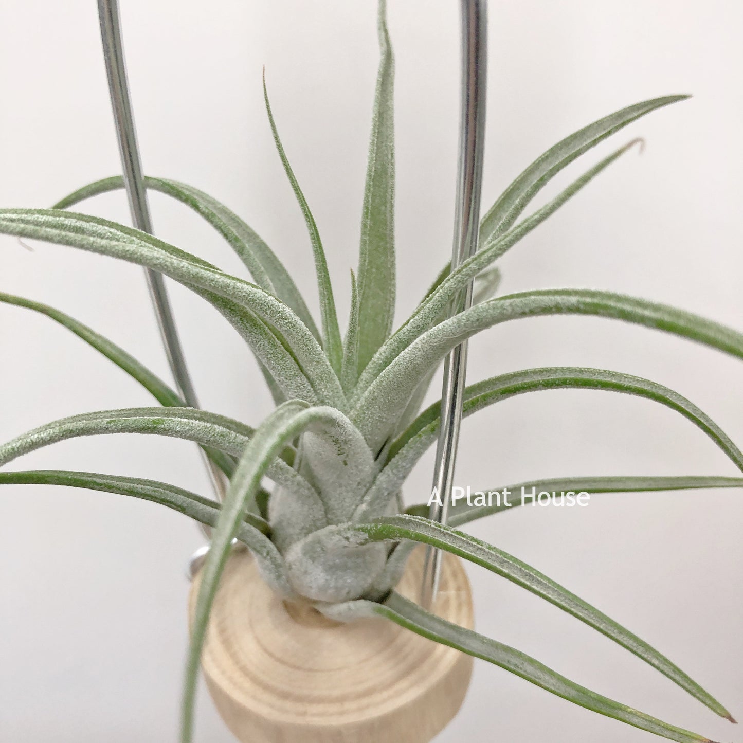 Tillandsia Seleriana x Streptophylla