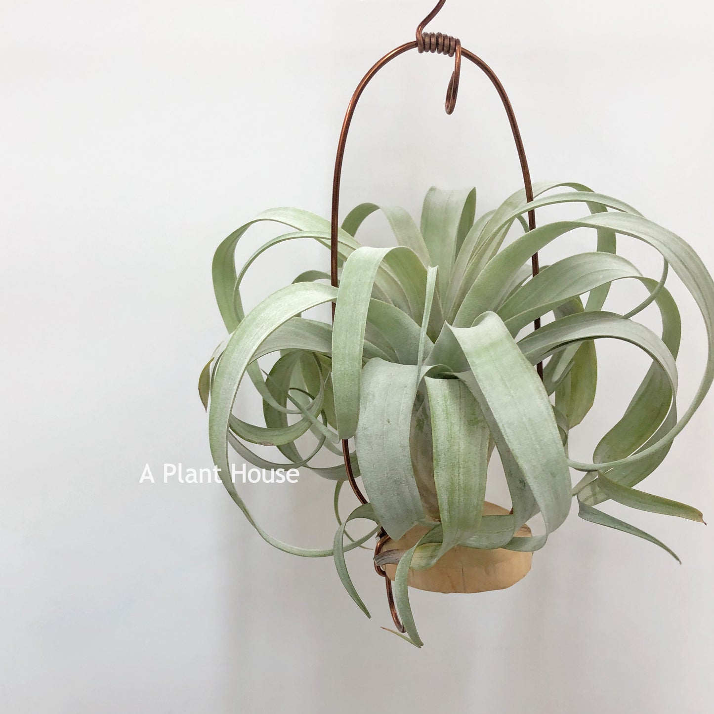 Tillandsia Coconut Grove