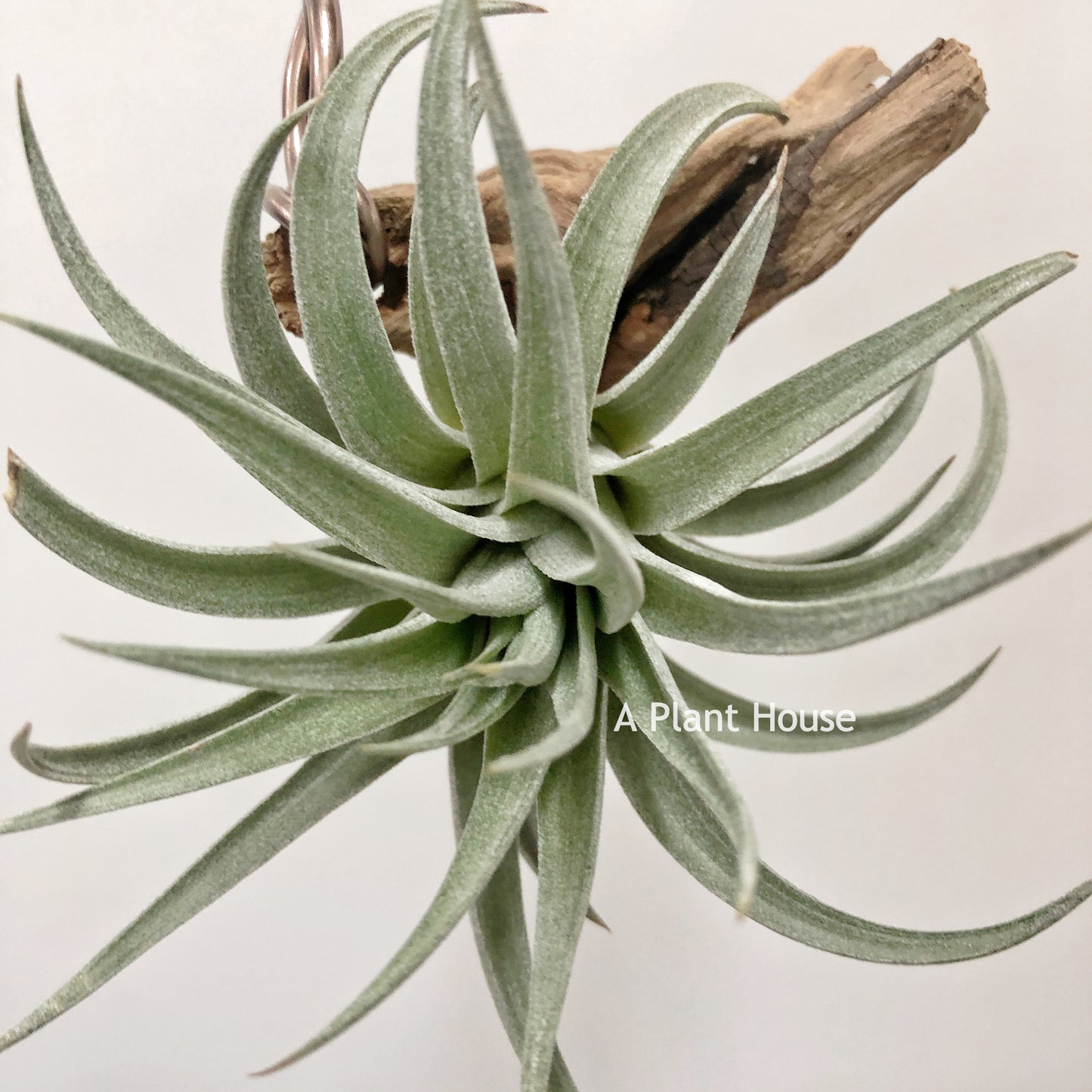 Tillandsia Comarapaensid