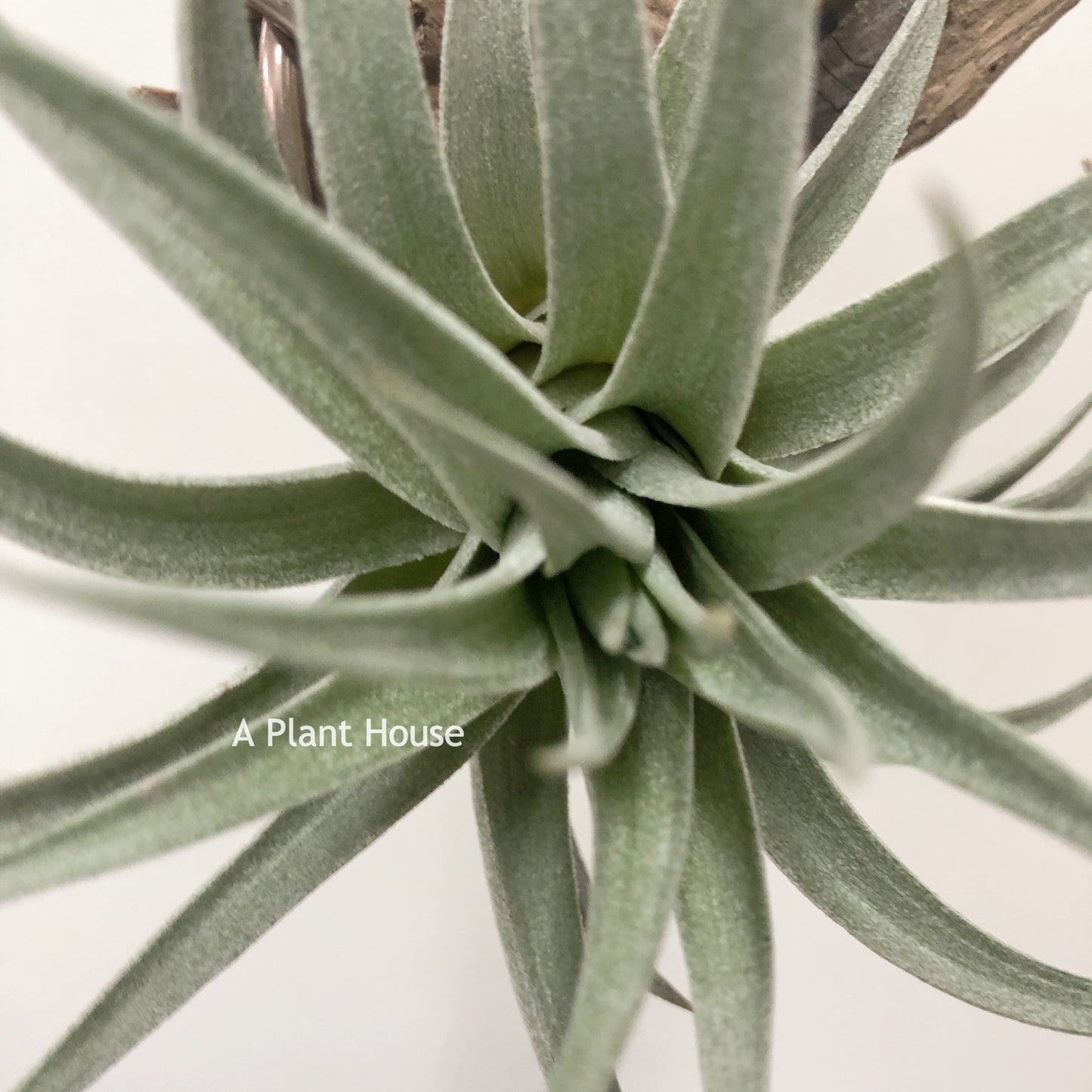 Tillandsia Comarapaensid
