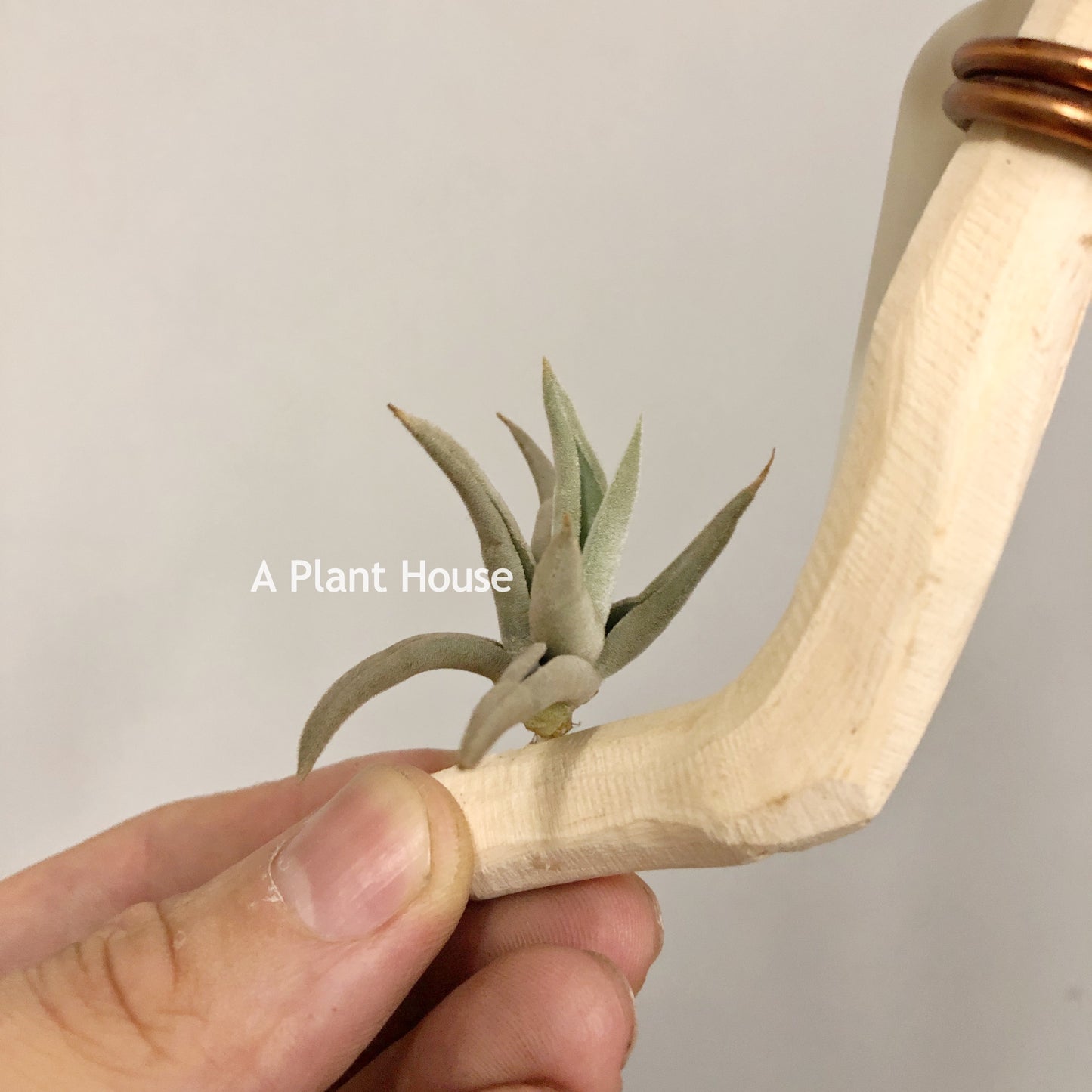 Tillandsia Aff.Streptocarpa