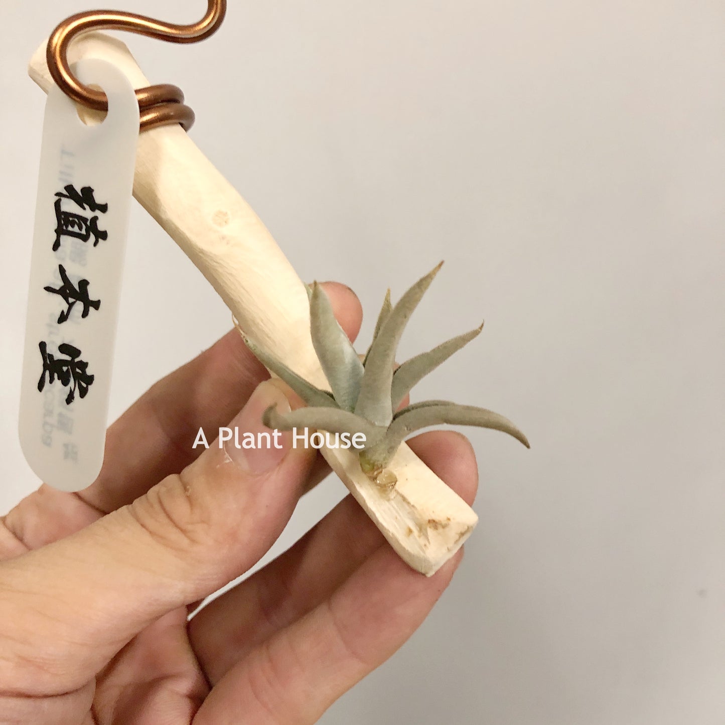 Tillandsia Aff.Streptocarpa