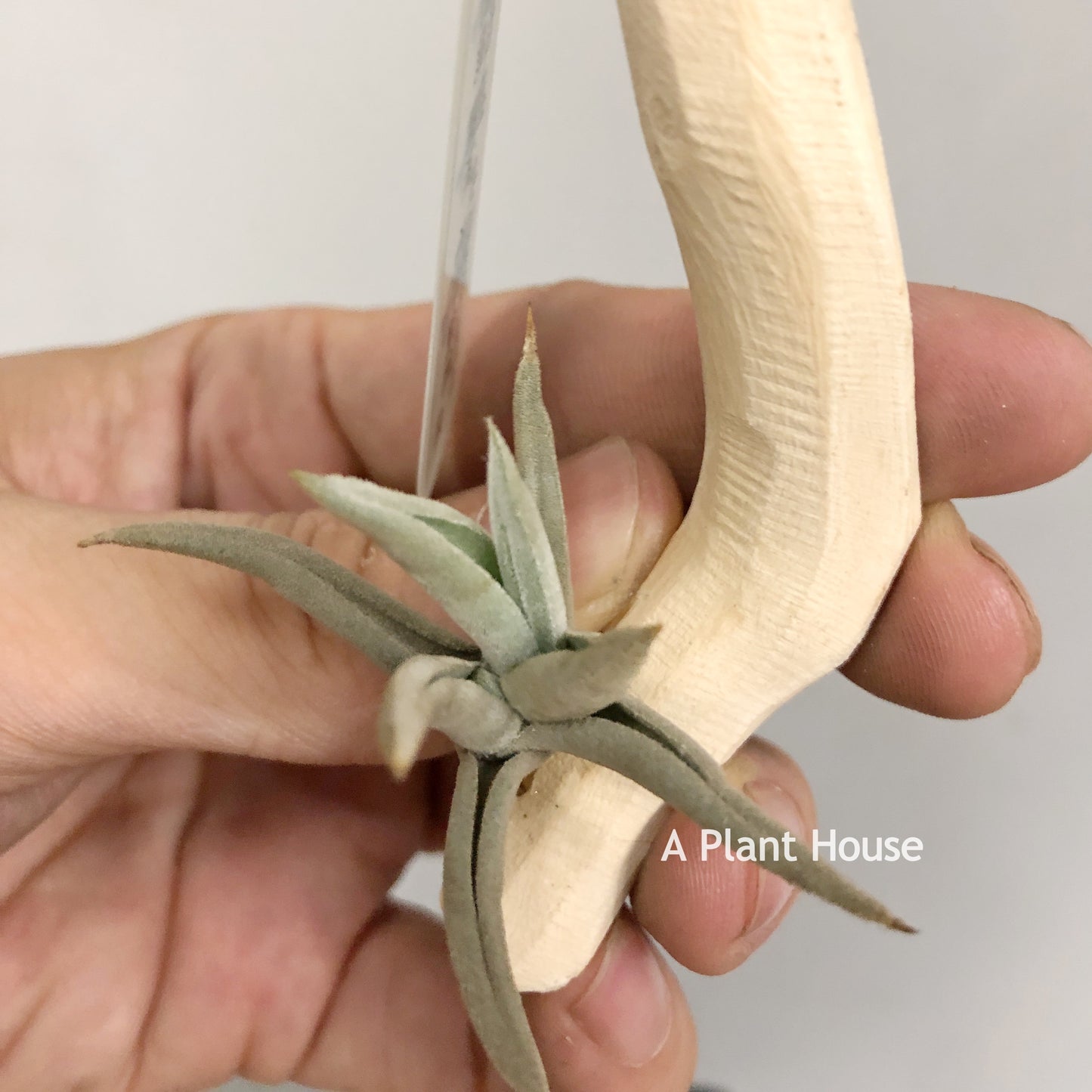 Tillandsia Aff.Streptocarpa