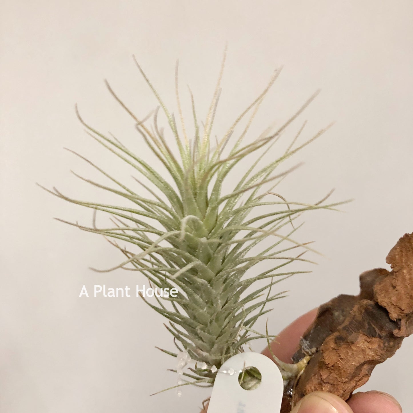Tillandsia Heteromorpha V. Rauhii