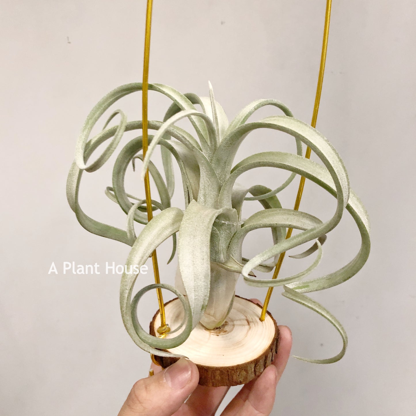 Tillandsia Streptophylla x Intermedia