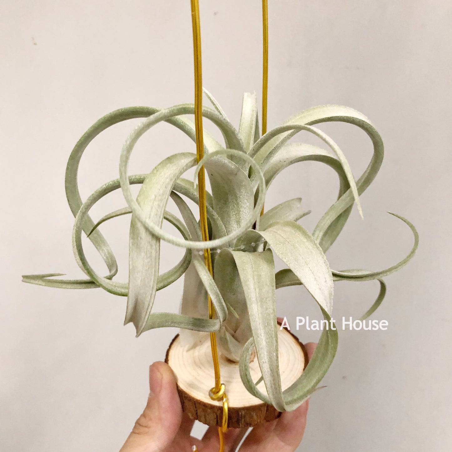 Tillandsia Streptophylla x Intermedia