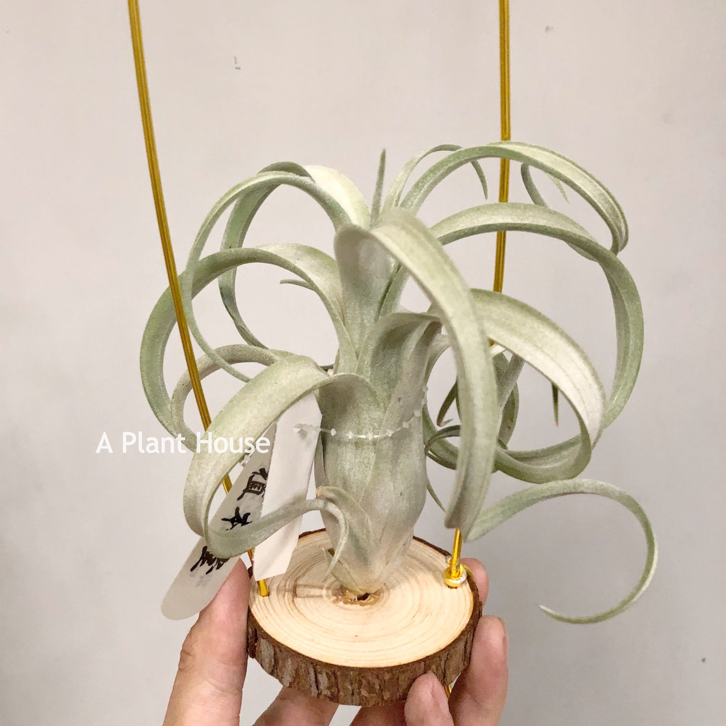 Tillandsia Streptophylla x Intermedia