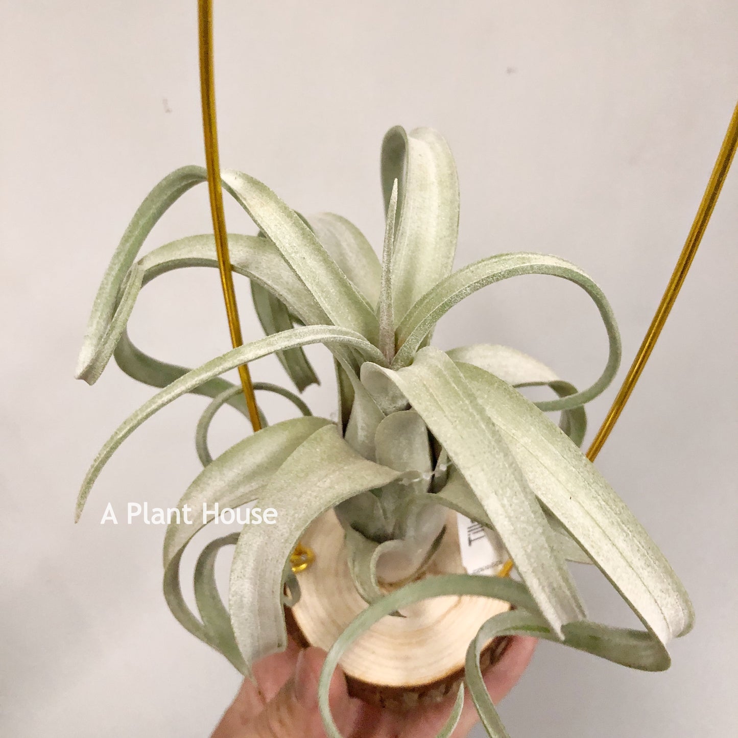 Tillandsia Streptophylla x Intermedia