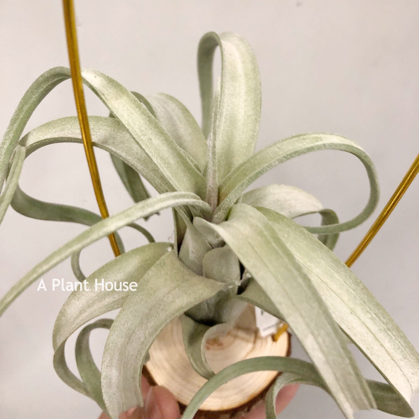 Tillandsia Streptophylla x Intermedia