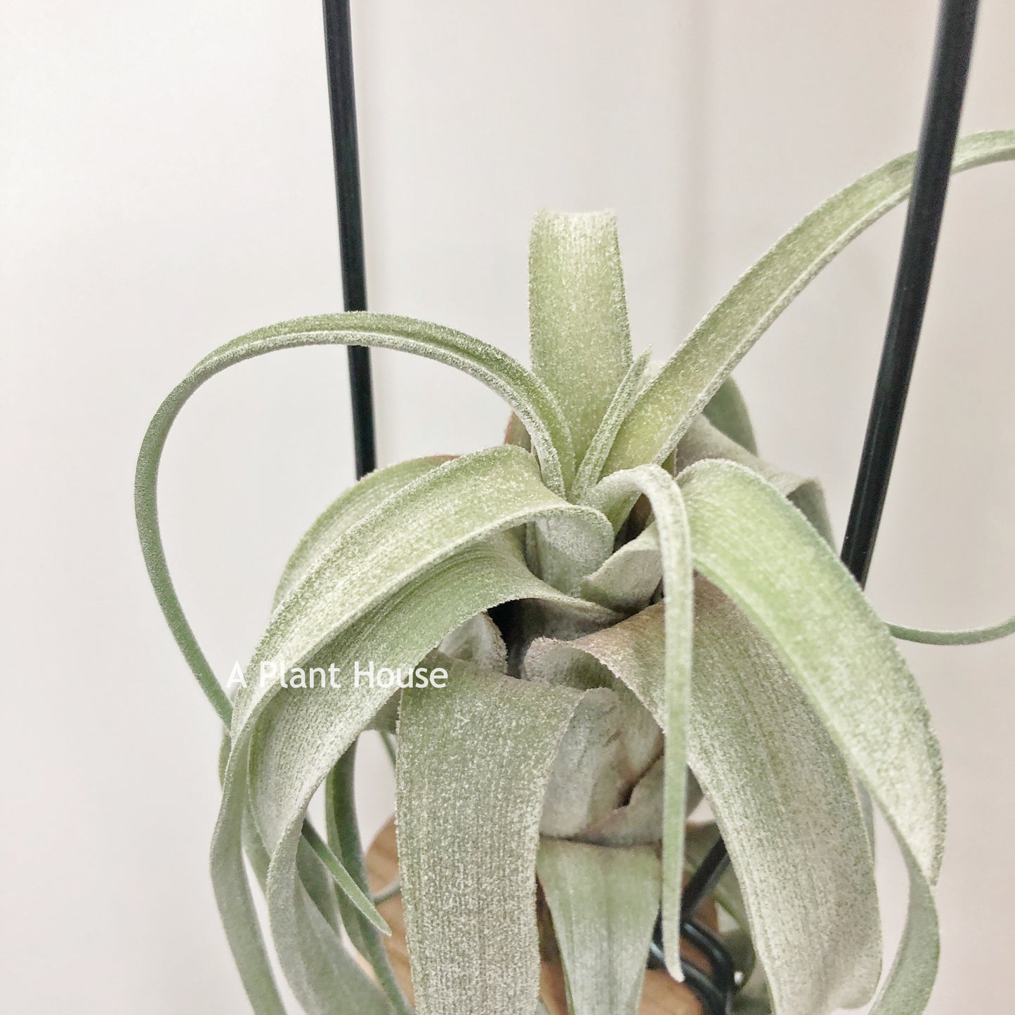 Tillandsia El Guapo