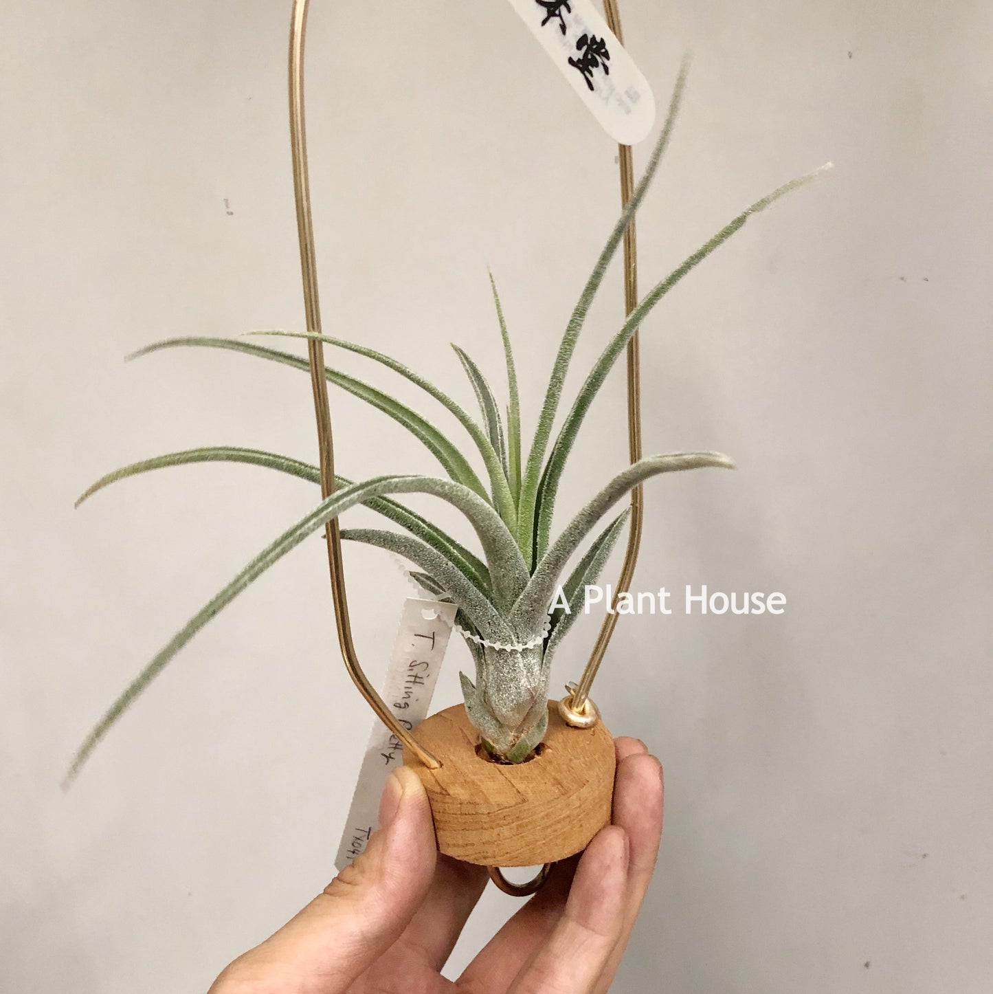 Tillandsia Sitting Pretty
