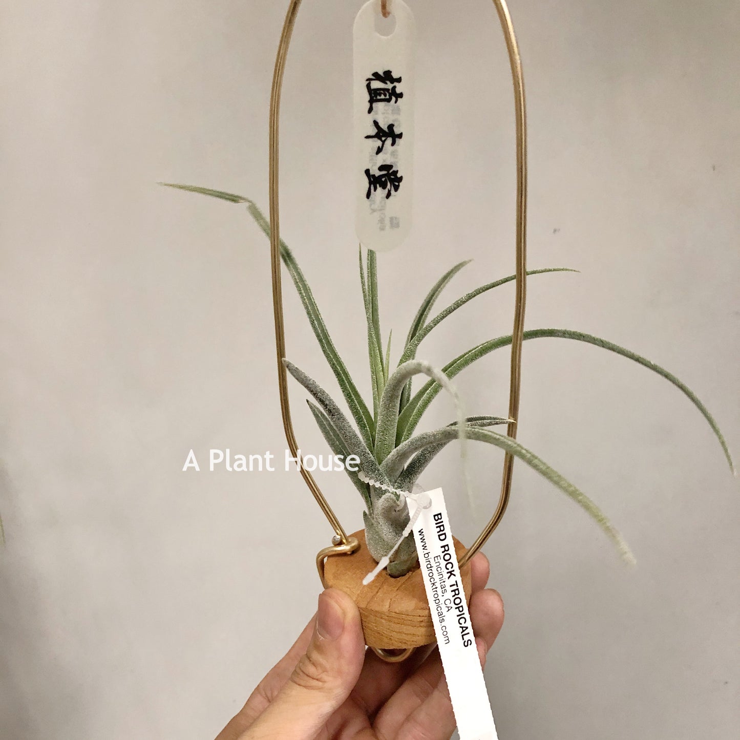Tillandsia Sitting Pretty