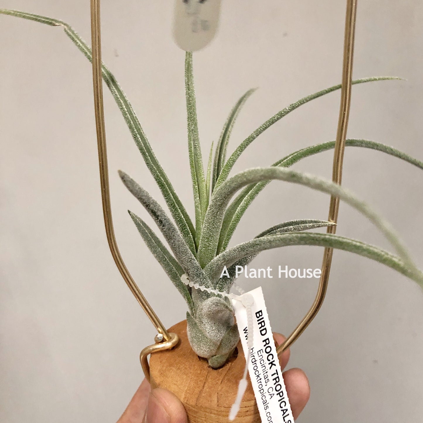 Tillandsia Sitting Pretty