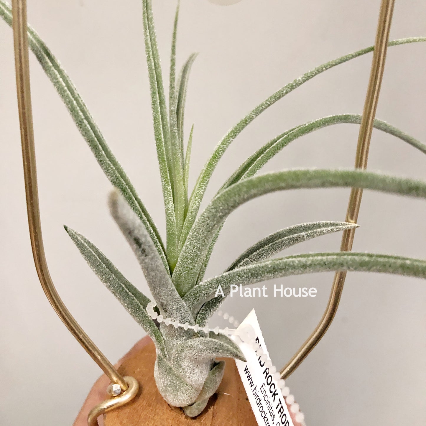 Tillandsia Sitting Pretty
